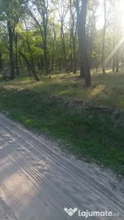 Vând 2 hectare de pădure salcâm 