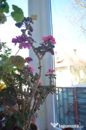 Busteni-Apartament cu trei camere 