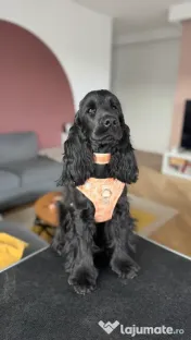 Signature Walk Set Crem BRAUBRAU pentru Câini 