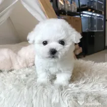 Bichon maltez mini toy