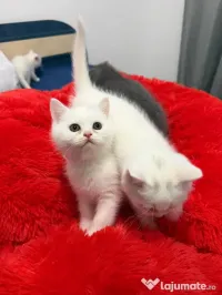 Pisicute british shorthair 