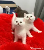 Pisicute british shorthair 