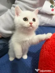 Pisicute british shorthair 