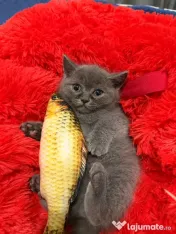 Pisicute british shorthair 