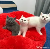 Pisicute british shorthair 