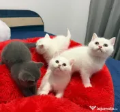 Pisicute british shorthair 