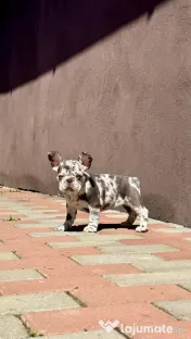 Bulldog Francez Lilac Merle Tan 