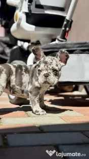 Bulldog Francez Lilac Merle Tan 