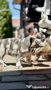 Bulldog Francez Lilac Merle Tan 