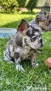 Bulldog Francez Lilac Merle Tan 