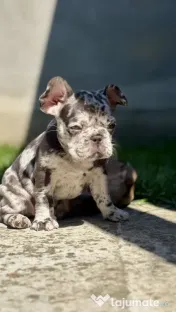 Bulldog Francez Lilac Merle Tan 