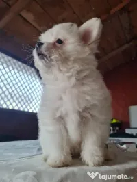 baiat pomeranian spitz 