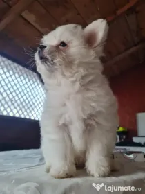 Baiat pomeranian spitz
