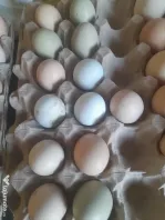 Oua proaspete  fara colesterol verzi oua bio organice 100%