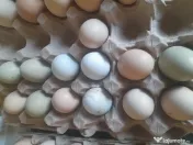 Oua proaspete  fara colesterol verzi oua bio organice 100% 