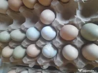 Oua proaspete  fara colesterol verzi oua bio organice 100% 