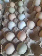Oua proaspete  fara colesterol verzi oua bio organice 100% 