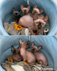 Pui de sphynx iubitori 