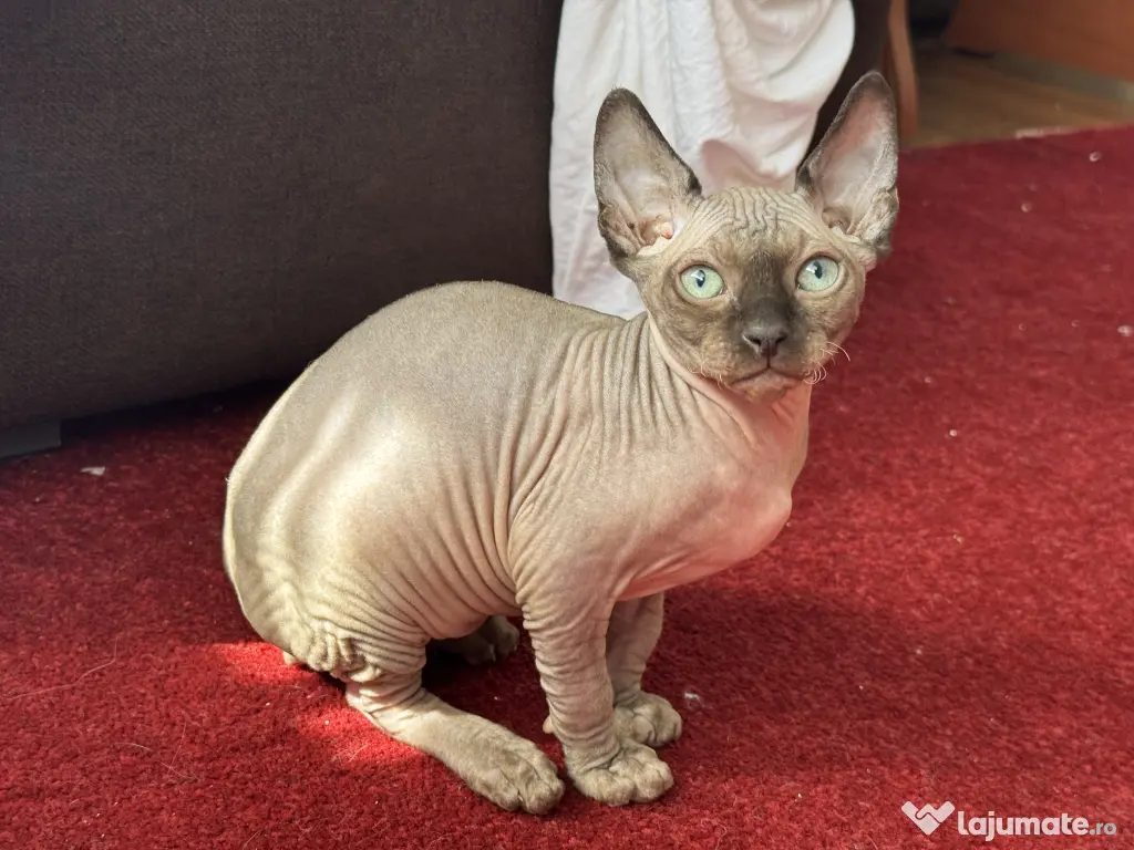 Pui de sphynx iubitori