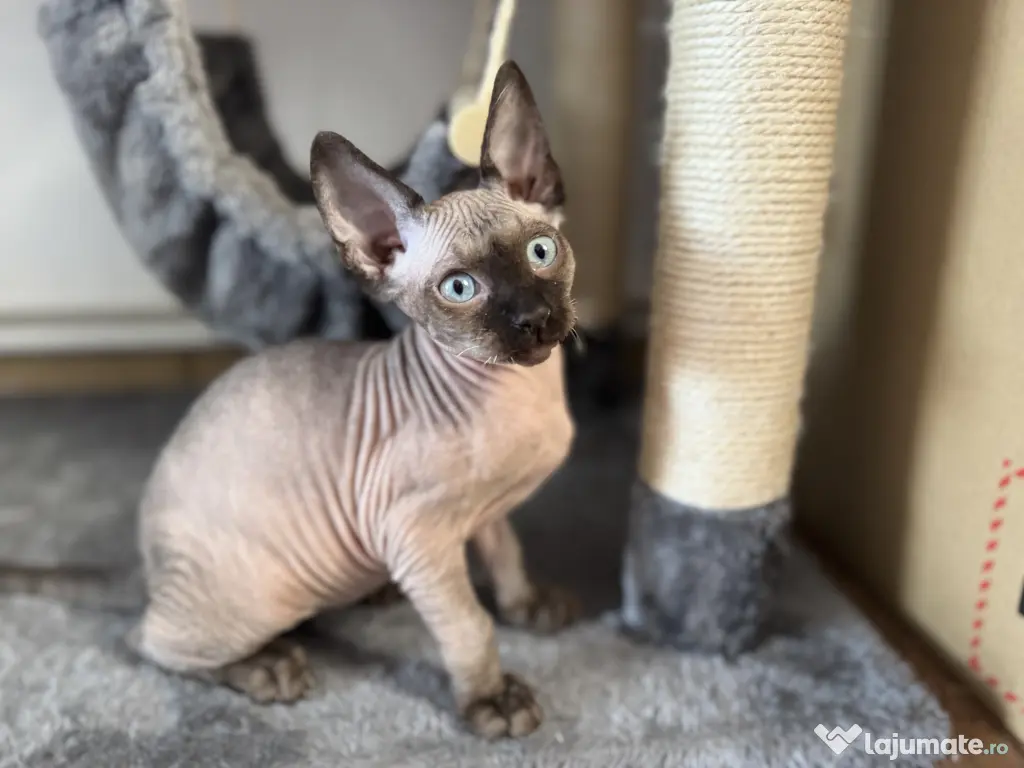 Pui de sphynx iubitori