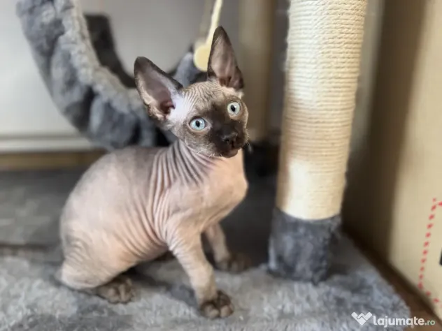 Pui de sphynx iubitori