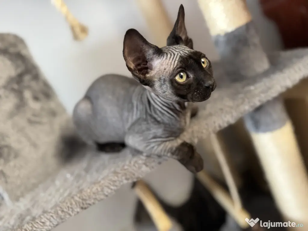 Pui de sphynx iubitori