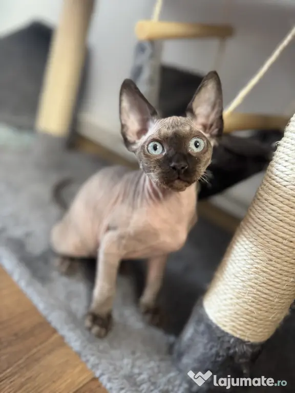 Pui de sphynx iubitori