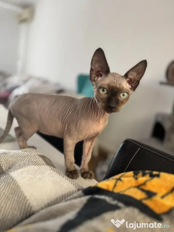 Pui de sphynx iubitori