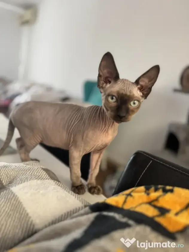 Pui de sphynx iubitori