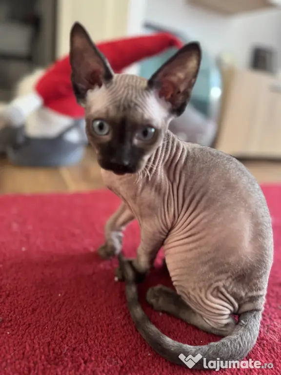 Pui de sphynx iubitori