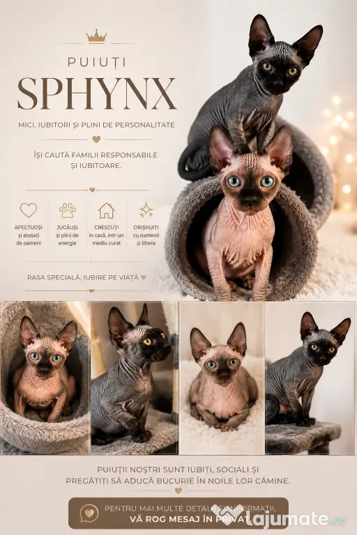 Pui de sphynx iubitori