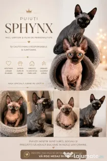 Pui de sphynx iubitori