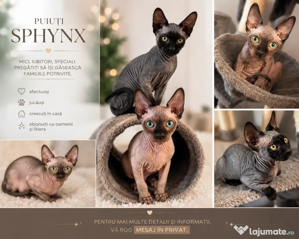 Pui de sphynx iubitori