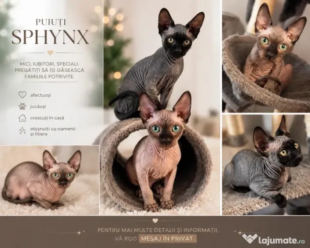 Pui de sphynx iubitori