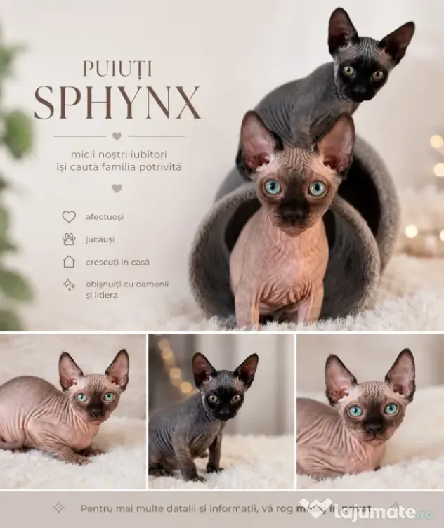 Pui de sphynx iubitori