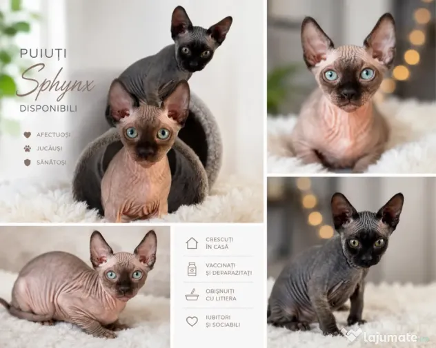Pui de sphynx iubitori