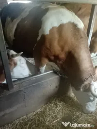 Vaci de vânzare. 