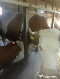 Vaci de vânzare. 