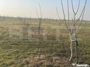 Ferma de nuci - teren agricol 