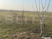 Ferma de nuci - teren agricol 