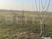 Ferma de nuci - teren agricol