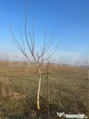 Ferma de nuci - teren agricol 