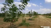 Ferma de nuci - teren agricol 