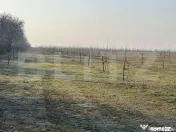 Ferma de nuci - teren agricol 