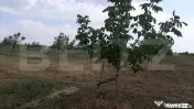 Ferma de nuci - teren agricol 