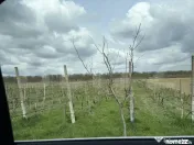 Ferma de nuci - teren agricol 