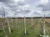 Ferma de nuci - teren agricol 