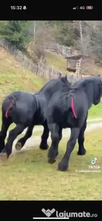 Cai Fitero ! 