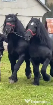 Cai Fitero!!! detalii la telefon. 