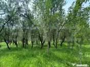 Proprietate exclusivistă cu potențial uriaș în Bunești, 